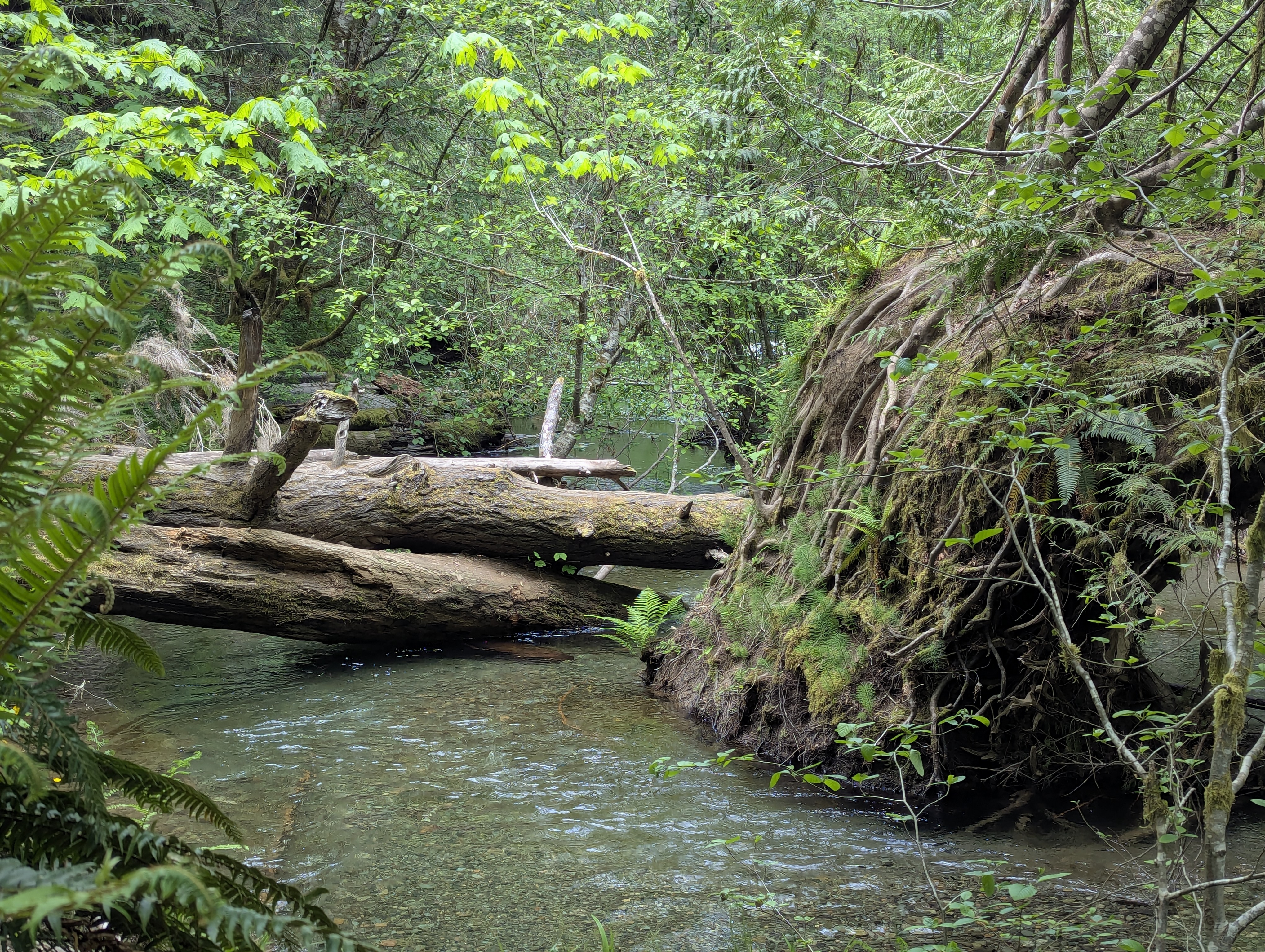 Birthday Trip to Canada, Cathedral Grove, Vancouver Island